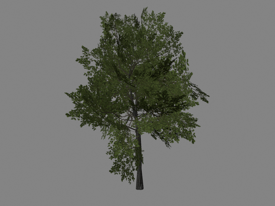 Tree-01-2