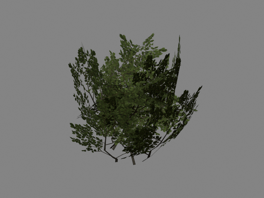 Bush-01