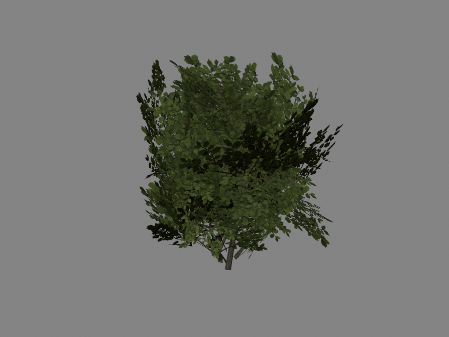 Bush-02