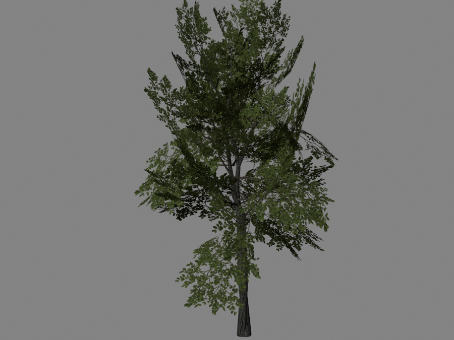 Tree-01-1