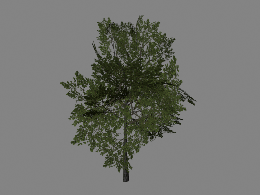Tree-01-3